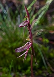 Cyrtostylis reniformus Small Gnat-orchid (b)